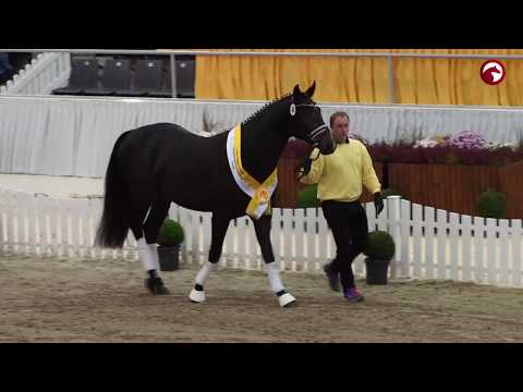 Impressionen | Körung des Hannoveraner Verbandes 2017