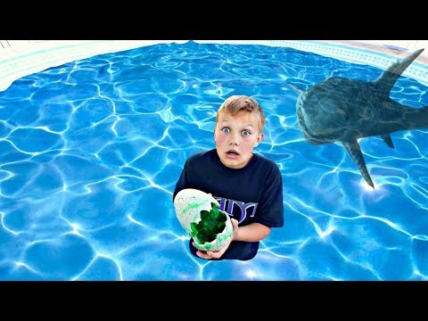 Huge Monster Laid Eggs in My Swimming Pool!