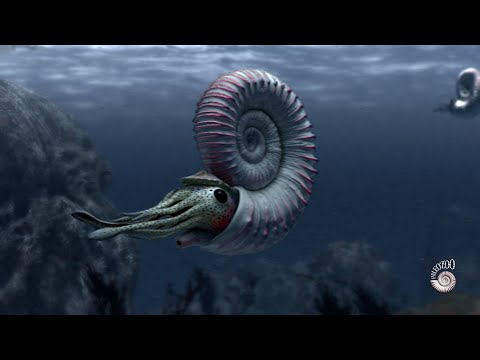 Ammonite - extinct marine mollusc
