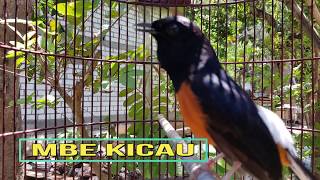 Download lagu Jangan kaget kalau murai batu anda ikut gacor dan nembak jika didekatkan murai ini mp3