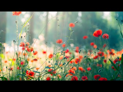 12 Hours of Relaxing Music - Piano Music for Stress Relief, Sleep Music, Meditation Music (Riley)