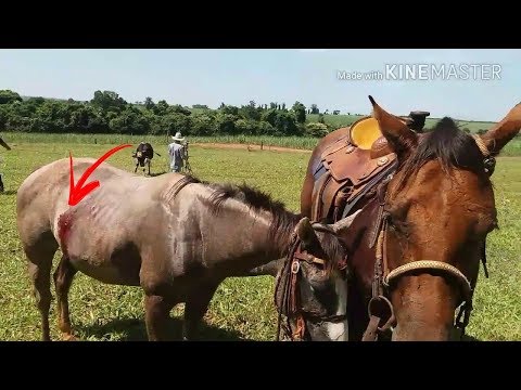 download lagu mp3 mp4 O Vu Se Rasgou, download mp3 O Vu Se Rasgou free download, download mp3 O Vu Se Rasgou