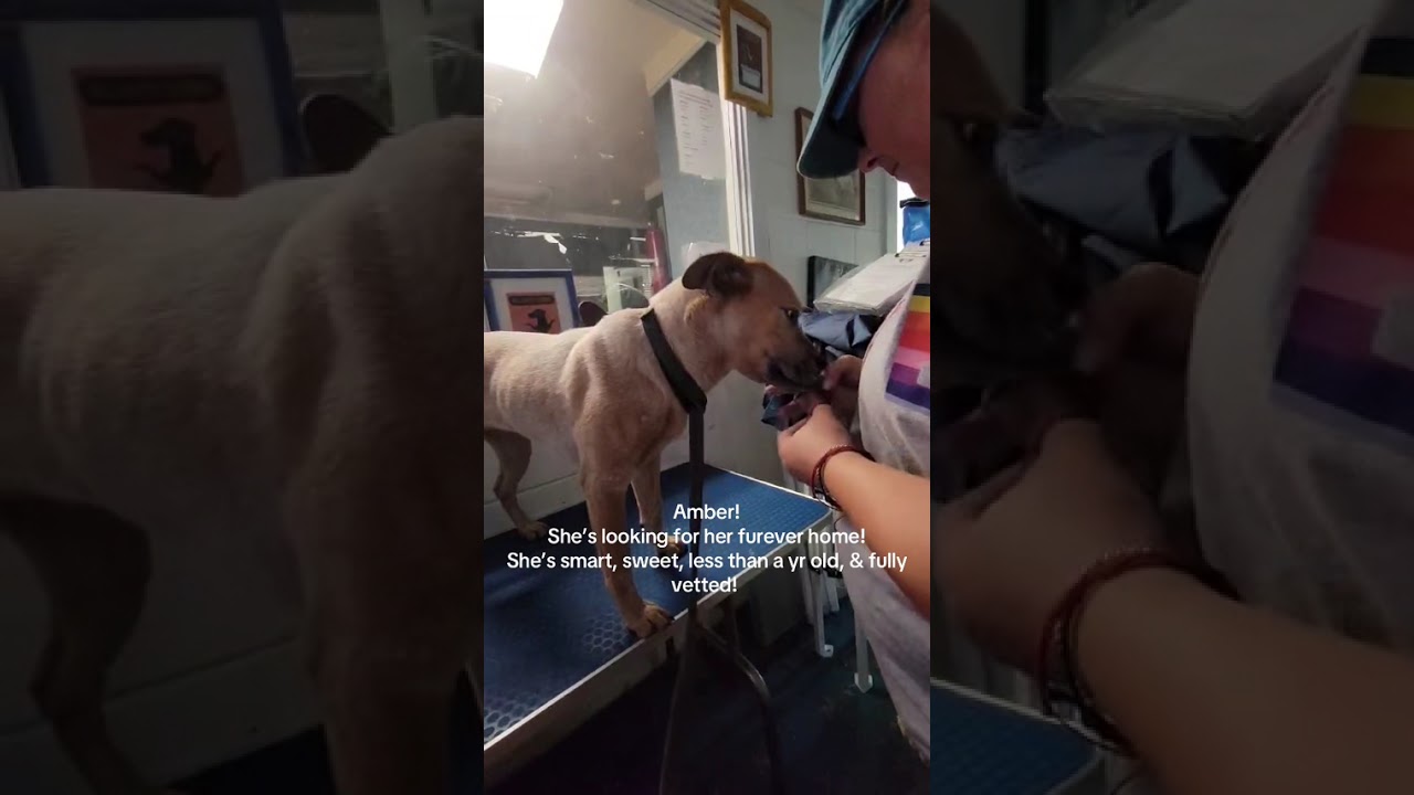 Amber, a Adoptable Cattle Dog in Eufaula, AL video 4/4