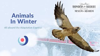 Animals in Winter: All Aboard the Adaptation Express with JOHNNY MORRIS' WONDERS OF WILDLIFE