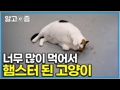 ㅋㅋㅋ 진짜 고양이 맞아? 너무 많이 먹어 통통한 햄스터가 된 고양이