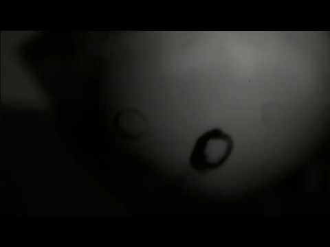 JPDL - Flowers by the Bedside (Ft. GROVE) Official Music Video