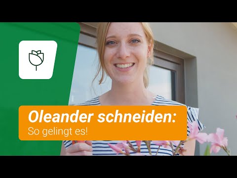 Oleander schneiden: Diese Tipps solltet ihr beachten
