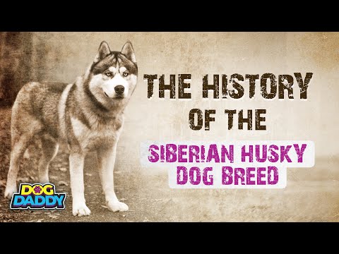 The History of The Siberian Husky Dog Breed