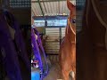 Testing Animal IQ Limits#funny#horse#animals#yfp