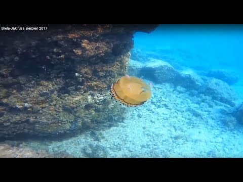 Brela-Jakirusa sierpień 2017