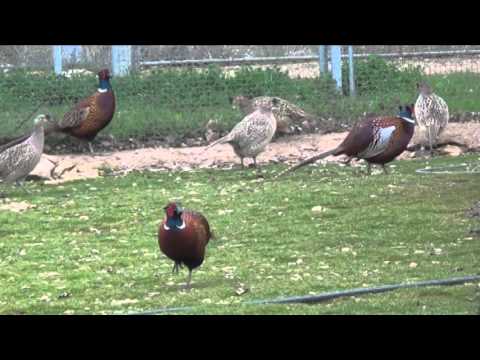 download lagu mp3 mp4 Elevage De Faisan De Chasse, download lagu Elevage De Faisan De Chasse gratis, unduh video klip Elevage De Faisan De Chasse