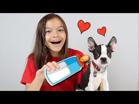 GANHEI UM CACHORRINHO( De Presente de Aniversário!)