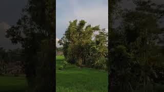 Download lagu Story wa 30detik #kopihitam #kopi #kopipagi mp3