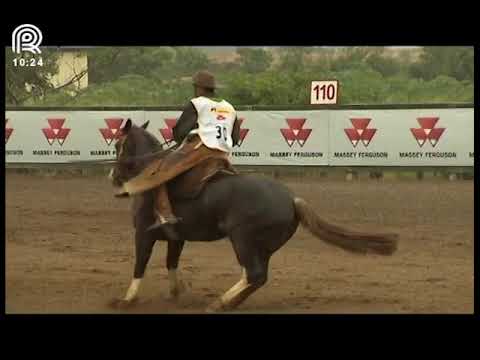 Classificatória Região Sul – 4° lugar fêmeas – Viragro Tirana (Prova: Bayard/Sarmento)