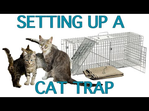 Updated! How to Set a Cat Trap