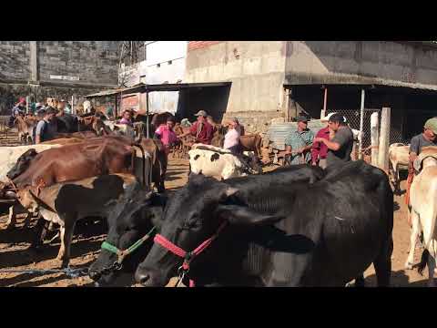 6 de marzo 2026 tiangue de Nueva Guadalupe San Miguel 