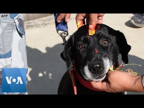 Dogs in Nepal are Celebrated During Kukur Tihar Festival