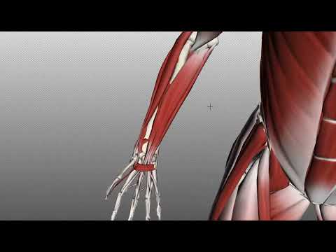 Forearm Muscles Part 1 Anterior Flexor Compartment