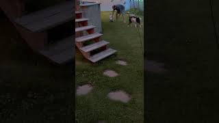 Video preview image #1 Mutt Puppy For Sale in Oakhurst, NJ, USA