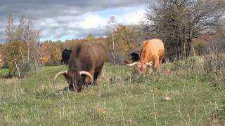 The Drover Road To Amulree