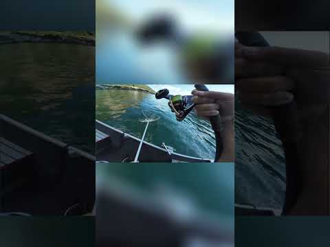 MEGA PERCA su Alosa 21 cm 😳🎣 #shorts#fishing#perca#predatorfishing#softbait#lurefishing#fishinglife