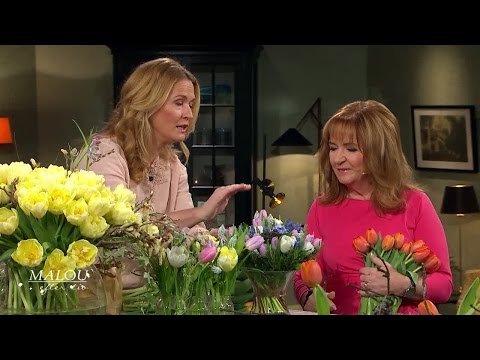 Se vårens härligaste tulpaner! - Malou Efter tio (TV4)
