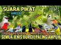 SUARA PIKAT SEMUA BURCIL LIAR MP3 PIKAT TERBUKTI PALING AMPUH ️ Pikatburung