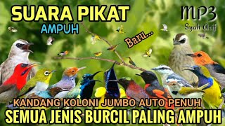 Download lagu SUARA PIKAT SEMUA BURCIL LIAR | MP3 PIKAT TERBUKTI PALING AMPUH 🕊️ #pikatburung  mp3