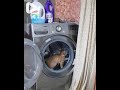 Cat Doing Exercise In Washing Machine How To Stay Fit Healthy During Quarantaine