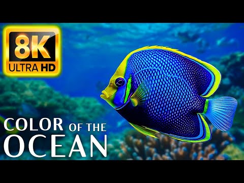 Colors Of The Ocean 8K Video ULTRA HD - The best sea animals for relaxing and soothing music #27