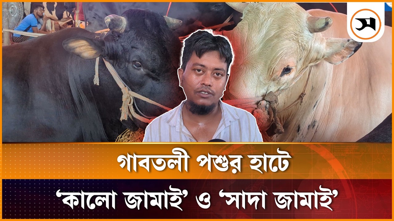 গাবতলী পশুর হাটে নজর কাড়ছে ‘কালো জামাই’ ও ‘সাদা জামাই’