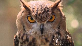 Blood Orange - Uncle ACE