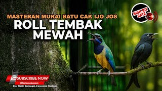 Download lagu 🔴 Live Cucak Cungkok Gacor vs Srigunting Gacor Masteran Roll Tembak Sambung Pukulan Mewah mp3 Download lagu 🔴 Live Cucak Cungkok Gacor vs Srigunting Gacor Masteran Roll Tembak Sambung Pukulan Mewah mp3