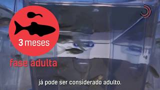 Miniatura do vídeo