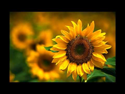 Svoj pokoj vám zanechávam