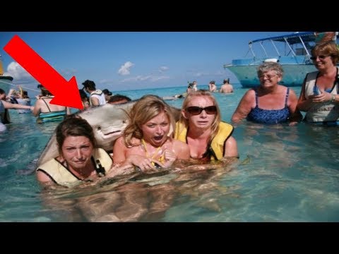 FRIENDLIEST Sea Creatures Around The World! Video