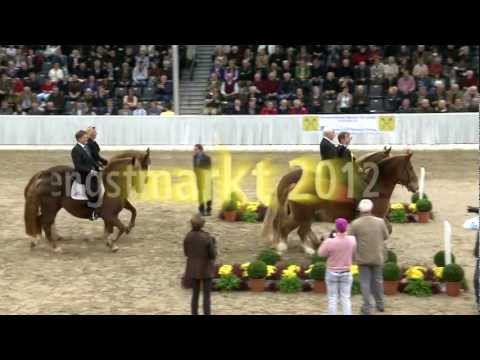Hannoveraner Hengstkörung - Preisspitzen/Top priced stallions