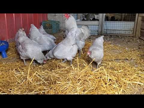 Lavender Ameraucana Chickens
