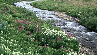 Tammy Wynette & David Houston. My Elusive Dreams. Lyrics. Sung by AaronStamp & Malva