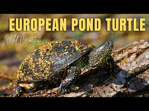 Korytnačka močiarna (Emys orbicularis) — European Pond Turtle, prirodzené prostredie