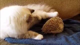 【オモロ動画】動物ハプニング映像