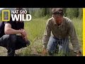 The Wolf Hunter | Maneater Manhunt