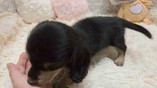 ミニチュアダックスの動画01