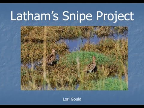 ACSA ACT Presents - The Travels & Home of the Latham's Snipe