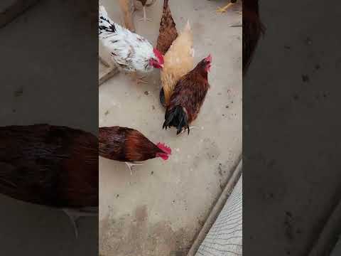 Organic Desi Eggs (24 Pack) 13 Desi Eggs & Meat From Our Rooftop to Your Table