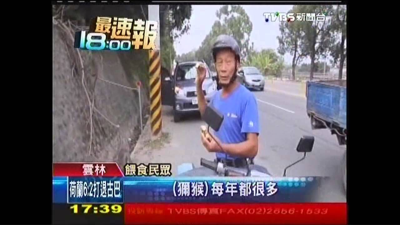 霸佔古厝!獼猴群靠民眾餵食 環境髒