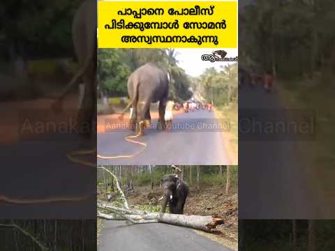 പാപ്പാനെ അറസ്റ്റ് ചെയ്തതോടെ ആന ഇടയുന്നു #elephant #wildelephant #shortsfeed #viral #shortsviral