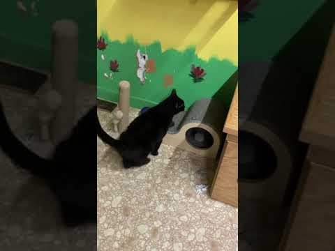 Black Cat, an adoptable Domestic Short Hair in Trenton, MO