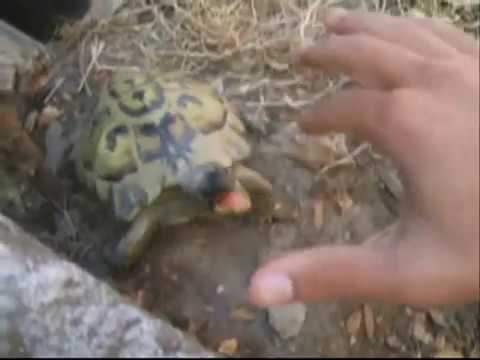 tartaruga sarda spietata