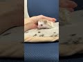 ハリネズミ（当店産ベビー：シナモンパイド♀）懐っこいです♪のYouTubeサムネイル画像